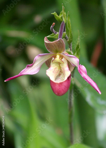 Photo: Lady's Slipper Orchid Lady's Slipper Orchid