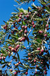 Photo: olive tree olive tree