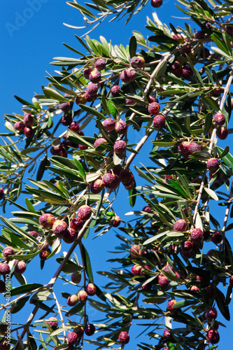 Photo: olive tree olive tree