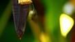 Video: Little spider on banana flower,thailand Little spider on banana flower,thailand