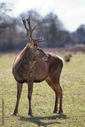 Photo: wild deer in autumn wild deer in autumn