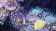 clown fishes anemones
