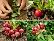 radishes set