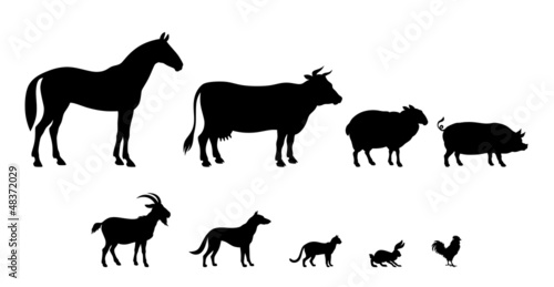 Vector: Livestock Livestock