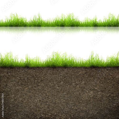 Photo: grass grass