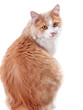 white beige cat, on a white background