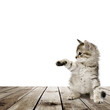Photo: kitten kitten