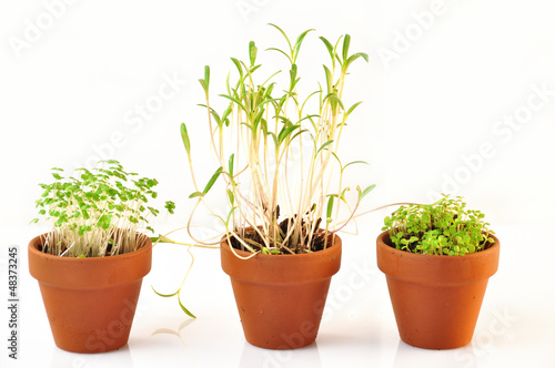 Photo: small vases containing seedlings small vases containing seedlings