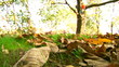 Autumn - beautiful and colorful tree leaves