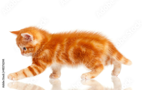 Photo: Red kitten Red kitten