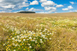 Blooming Field Blooming Field