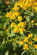 Senecio bollei