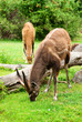 Nyala male buck standing in the forest