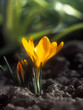 Crocus.