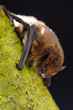 Zwergfledermaus