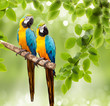macaw parrot on a tree