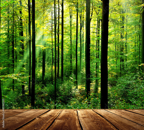 Fototapeta Fresh green forest with sunbeams and wooden floor