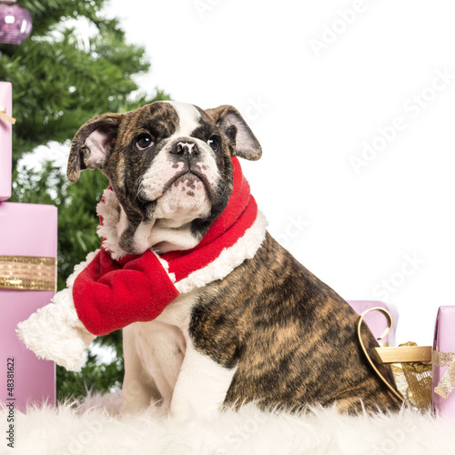 Photo: English Bulldog puppy sitting and wearing a Christmas scarf English Bulldog puppy sitting and wearing a Christmas scarf