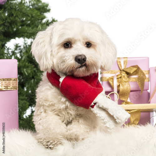 Photo: Maltese sitting and wearing a Christmas scarf Maltese sitting and wearing a Christmas scarf
