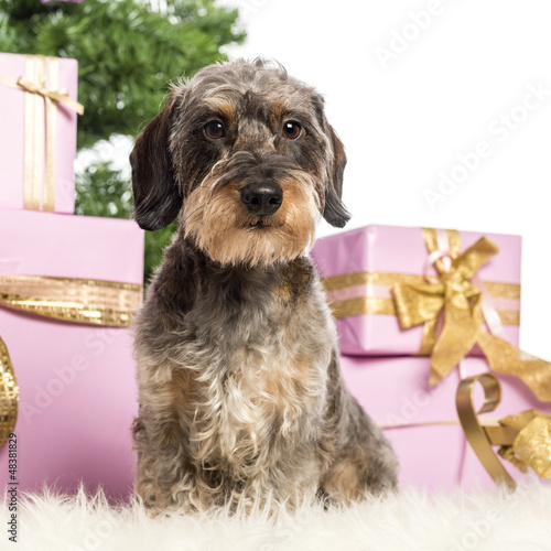 Photo: Dachshund sitting in front of Christmas decorations Dachshund sitting in front of Christmas decorations
