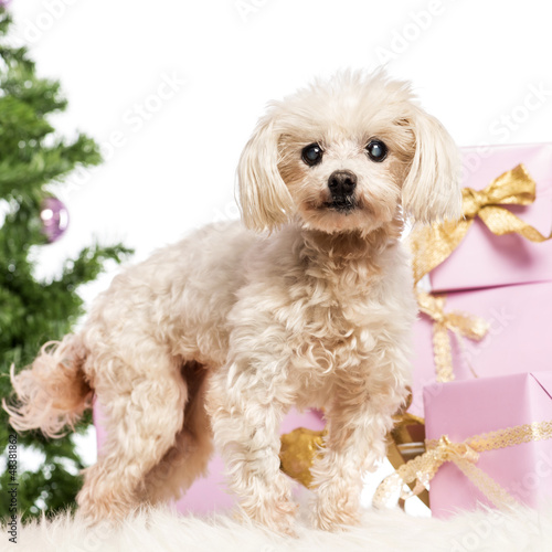 Photo: Maltese standing in front of Christmas decorations Maltese standing in front of Christmas decorations