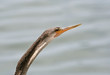 Anhinga Close Up