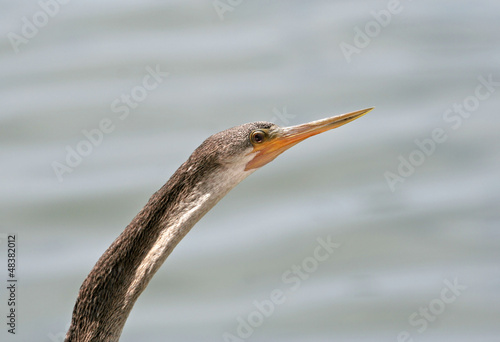 Photo: Anhinga Close Up Anhinga Close Up