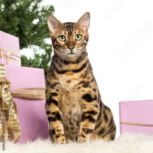 Photo: Bengal sitting in front of Christmas decorations Bengal sitting in front of Christmas decorations