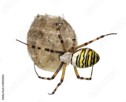 Photo: Wasp Spider, Argiope bruennichi, hanging on its egg sack Wasp Spider, Argiope bruennichi, hanging on its egg sack