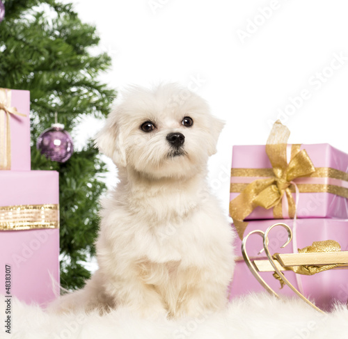 Photo: Maltese sitting in front of Christmas decorations Maltese sitting in front of Christmas decorations