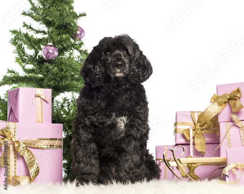 Photo: Tibetan terrier sitting in front of Christmas decorations Tibetan terrier sitting in front of Christmas decorations