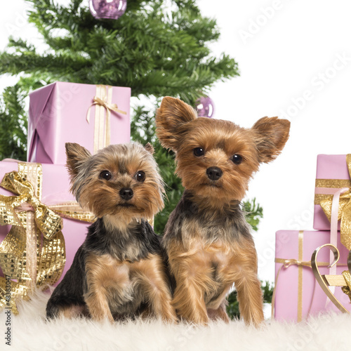 Photo: Two Yorkshire Terriers sitting in front of Christmas decorations Two Yorkshire Terriers sitting in front of Christmas decorations
