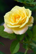 Roses on a bush in a garden