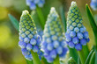 canvas print picture - blaue Traubenhyazinthen - Muscari