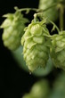 humulus lupulus Hopfendolde
