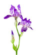 Foto: Flowers Flowers