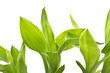 A lucky bamboo plant on a white background