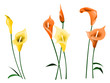 Fleur d'Arum