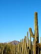Garden Cacti