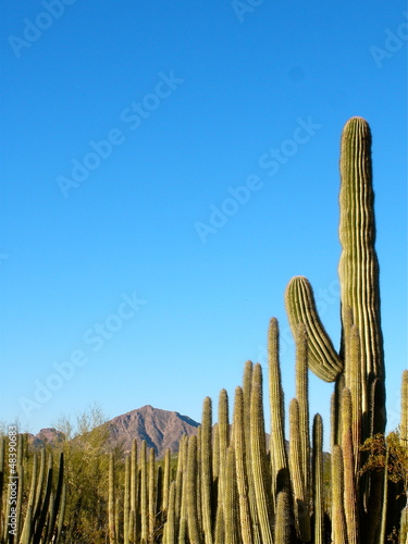 Photo: Garden Cacti Garden Cacti