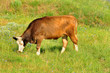 Red cow on summer meadow