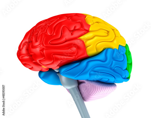 Illustration: Brain lobes in different colors. Isolated on white. Brain lobes in different colors. Isolated on white.