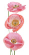 Poppy