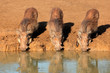 Warthogs drinking water