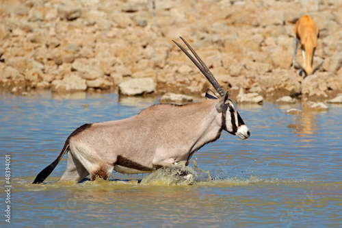 Photo: Gemsbok antelope in water, Etosha N/P Gemsbok antelope in water, Etosha N/P