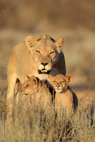Photo: Lioness with cubs Lioness with cubs