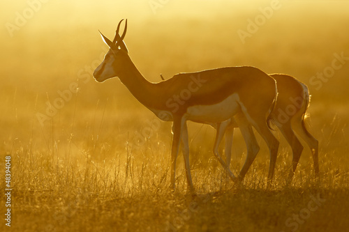 Photo: Springbok at sunrise, Kalahari desert Springbok at sunrise, Kalahari desert