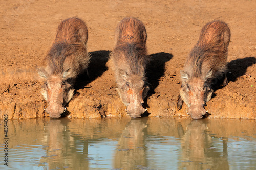 Photo: Warthogs drinking water Warthogs drinking water
