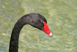 Black Swan Head Shot