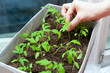 seedlings in female hands